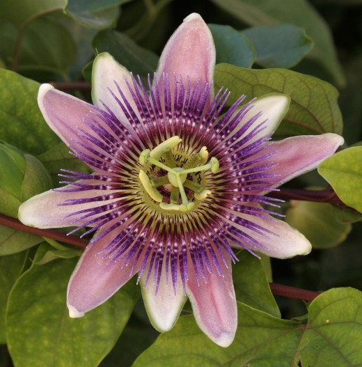 Passion Flower is a natural pain killer.  Therefore, this plant is effective in fighting headache pain.