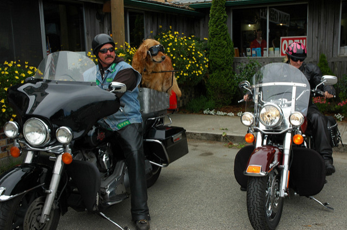 7 Dog Breeds That Will Enjoy a Ride on Your Motorcycle | PetHelpful