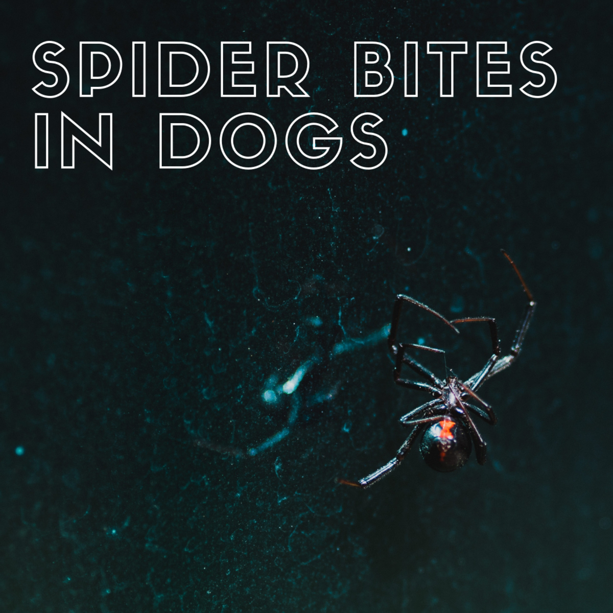 The Danger Of Spider Bites To Your Dog Photos Of The Wolf Spider Bite My Dog Suffered Pethelpful