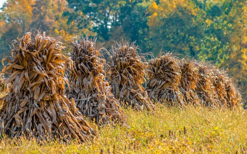 The harvest was a bit disappointing
