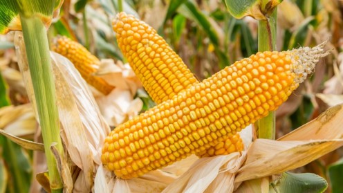 Corn on the cob with husks pulled back