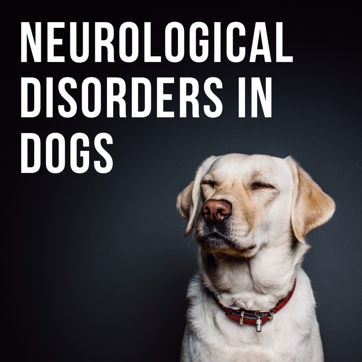 Warning Signs Of Neurological Disorders In Canines Pethelpful