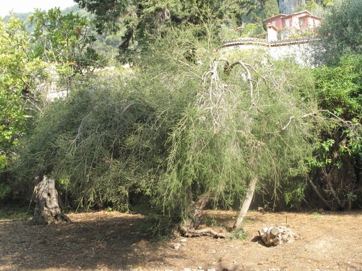Origin of this essential oil, the tea tree, Melaleuca alternifolia.