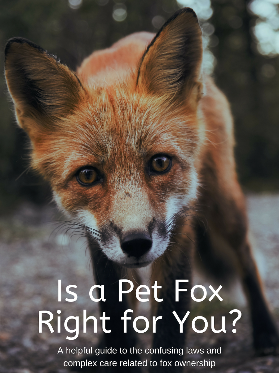 Pet Fox Guide Legality Care And Important Information Pethelpful