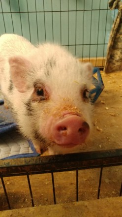 Part 2- Acclimating a New Pig in Our Home
