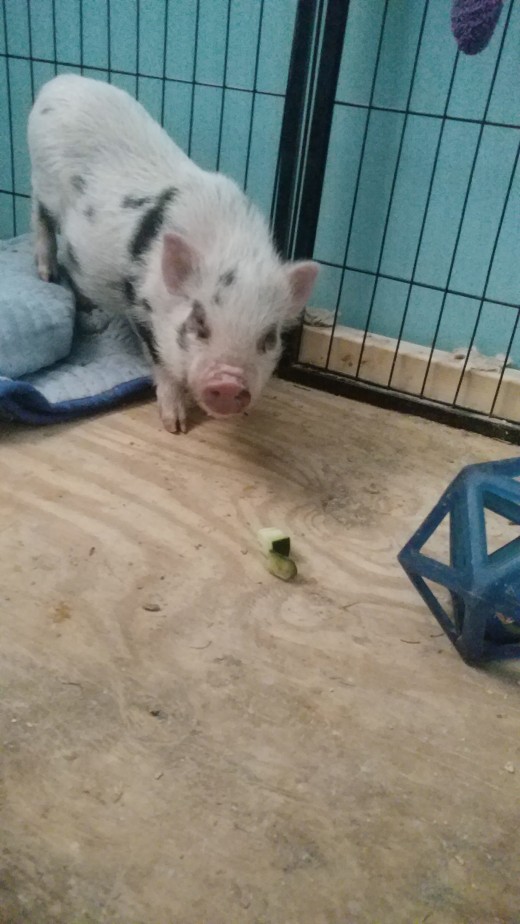 Samson with a piece of cucumber and one of his favorite toys!
