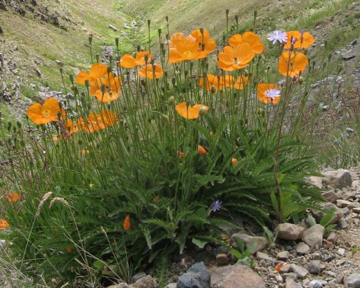 Poppies come is a wide variety of colors