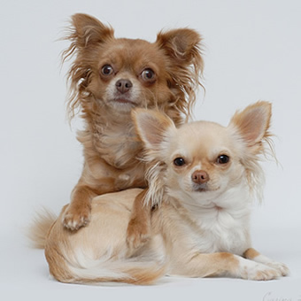 Red and Fawn, long-haired Chihuahuas