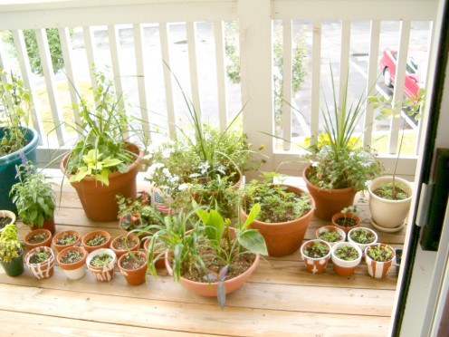 Porch with herbs growing