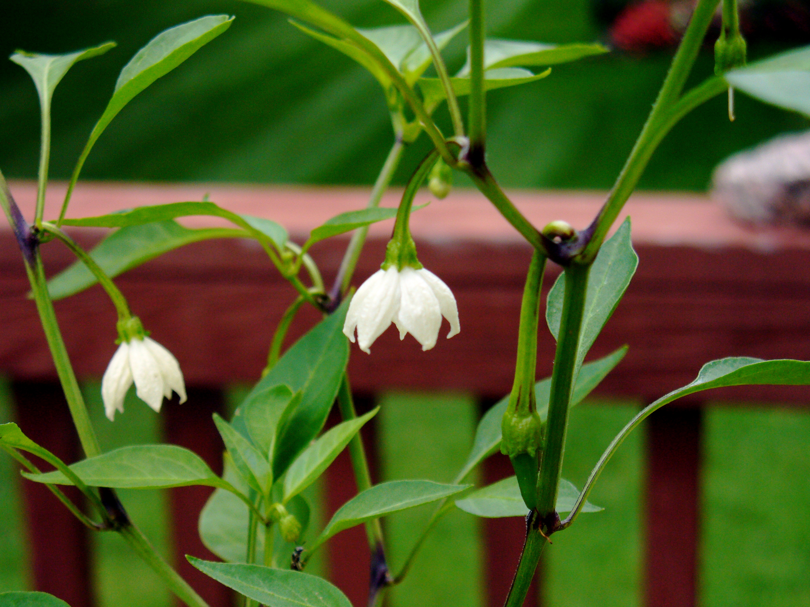 Cayenne in the flower stage