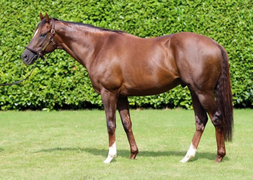 A Bay Stallion