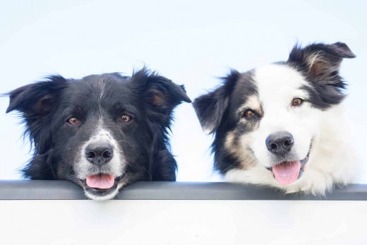 Two Typical Dogs