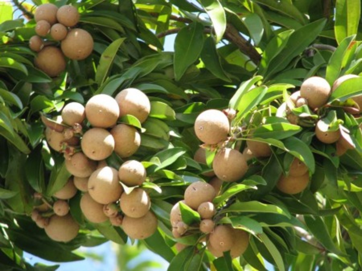fruit in sapodilla tree
