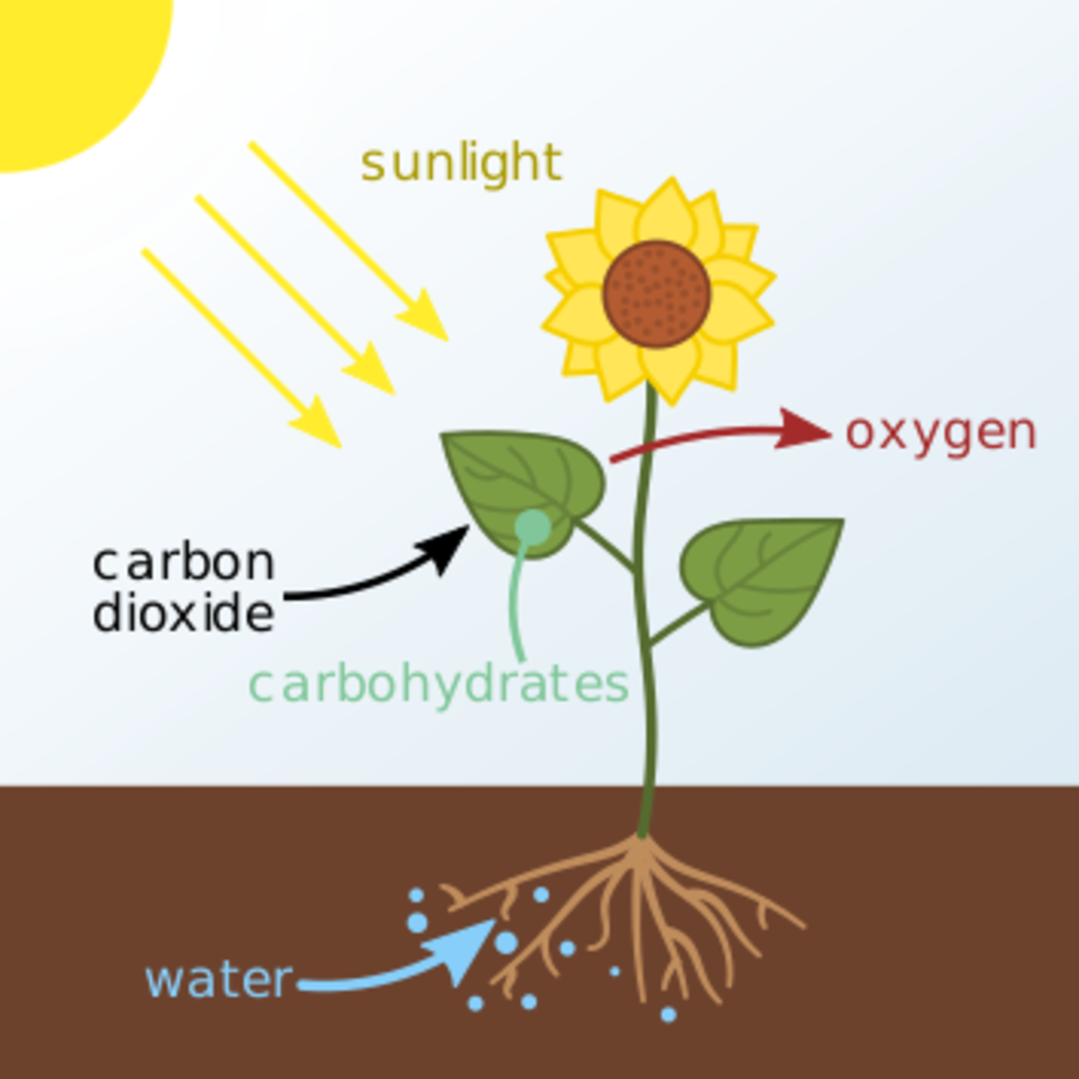 How do plants take in water information