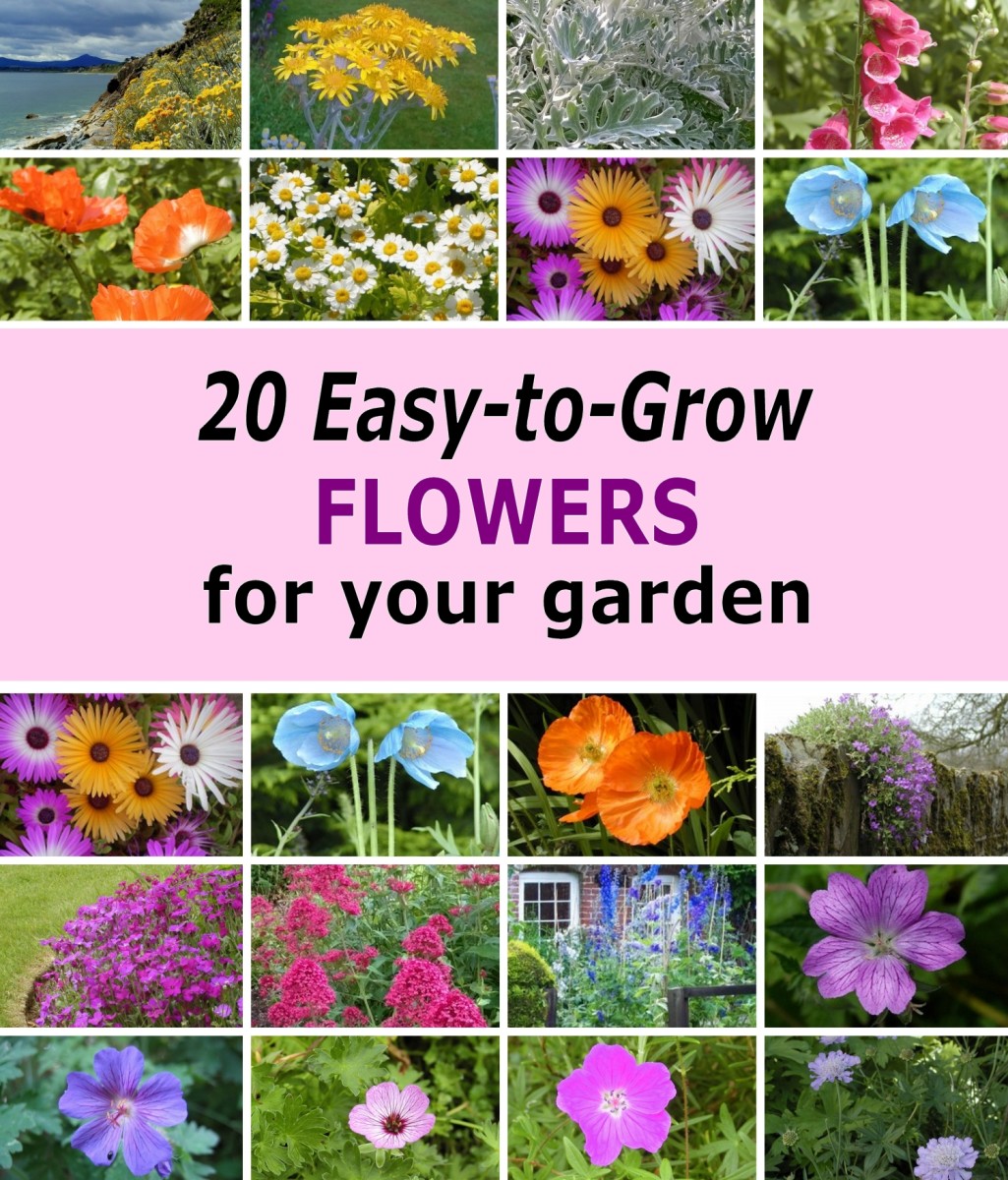 20 Flowers With Names, You've Seen in Other People's Gardens! | Dengarden