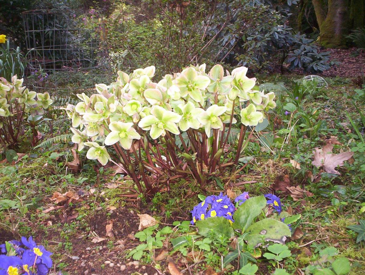 Hellebores are the first flowers to bloom, sometimes popping up in the midst of the snow.  They are slug- and deer-proof.
