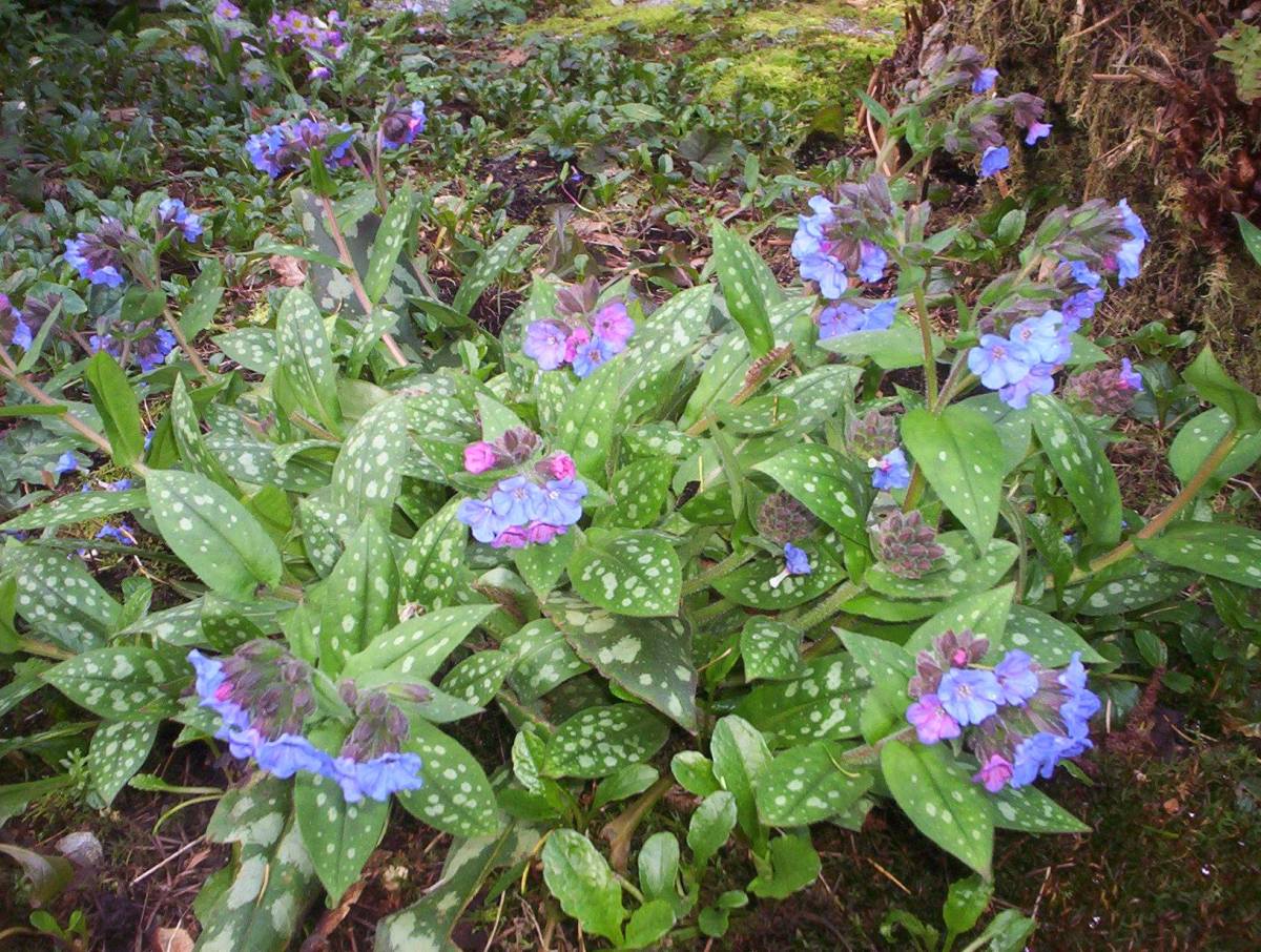 Pulmonaria is a shade garden loving perennial. It is often called Boy-Girl plant because one plant will have both pink and blue blossoms.