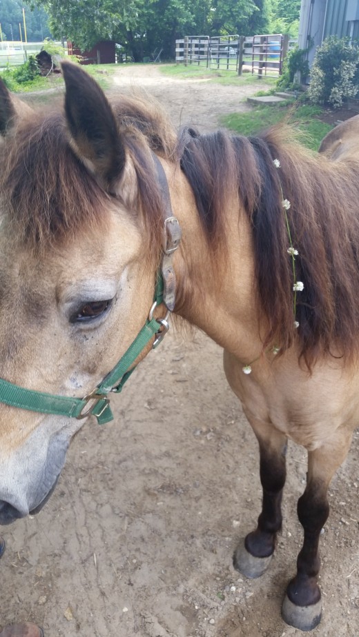 Penny with flowers in her mane. Even the old lady spruces up pretty nicely!