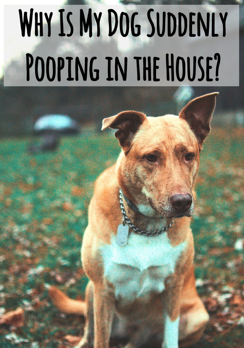 Why Your House Trained Dog Starts Pooping In The House And How To