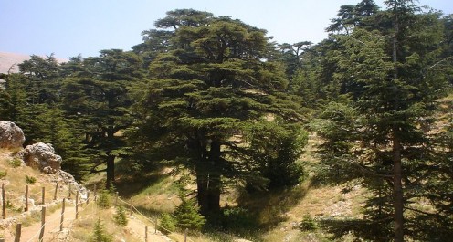 Cedars of Lebanon; El-Arz, Bsharri, Lebanon.