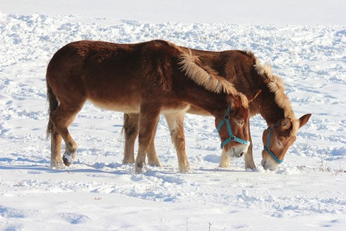 Mules in the snow