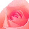 Cgolder profile image