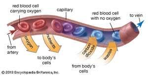 A rather wider capillary showing red blood cells discharging oxygen 