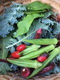 Easy Frugal Gardening Ideas