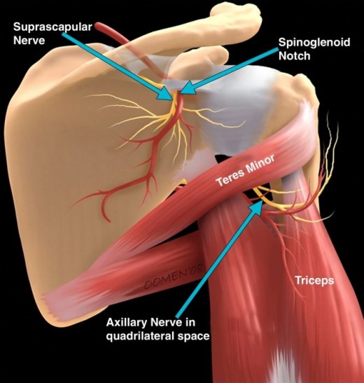 How To Relieve A Trapped Nerve In Your Shoulder Patient s Lounge