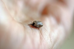 Ticks and Four Illnesses They Carry
