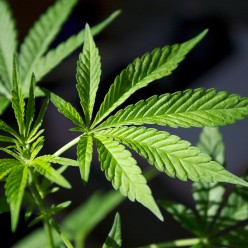 Keeping Marijuana (Cannabis) Illegal