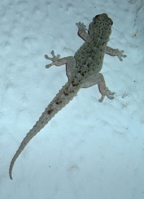Gecko on wall