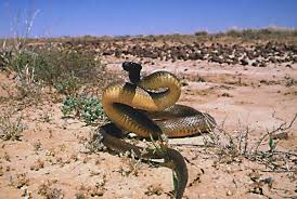 Inland Taipan...move over, cobber, you'vs been outclassed!