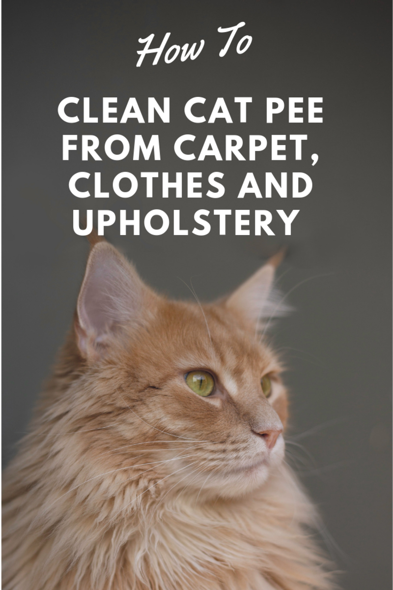 How To Get Cat Pee Out Of Clothes Couches Towels Rugs And