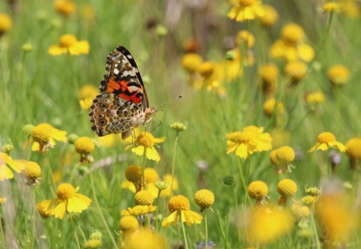 Over 100 plant species are able to host painted lady caterpillars. 
