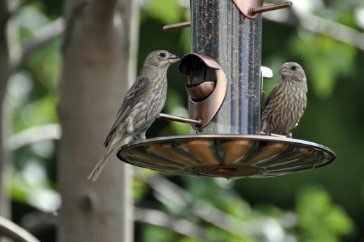 Bird feeders can be found in designs to suit all gardens.