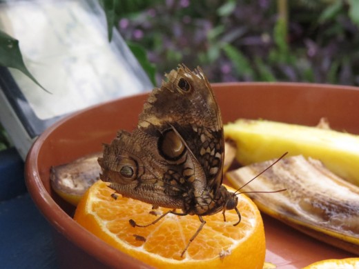 Fuits can be pur out as food for butterlies and other insects. 