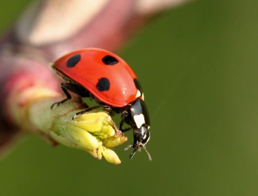 Ladybirds are very beneficial insects to have in your garden.