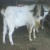 Boer goat in india Boer goat in india