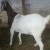 Cross bred goats have higher body weight Cross bred goats have higher body weight