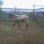 high body weight means high returns from Damascus breed high body weight means high returns from Damascus breed