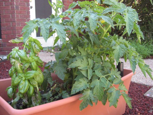 Basil and tomato plants
