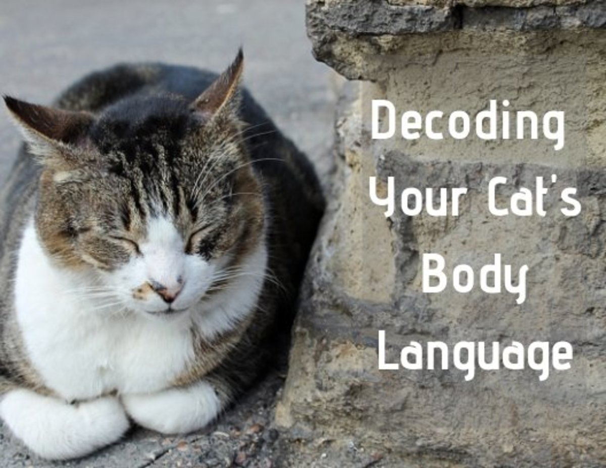 How To Decode Your Cat S Behavior Pethelpful