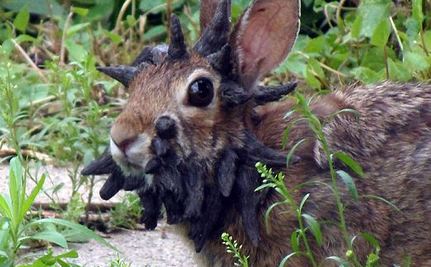 Rabbit with growths from Shope papilloma virus
