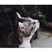 Tuan Nico profile image