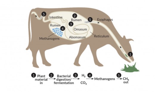 This figure shows hows a cow's digestive process produces methane gas. 