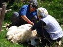 Turkish women shearing sheep Turkish women shearing sheep