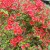 red azalea