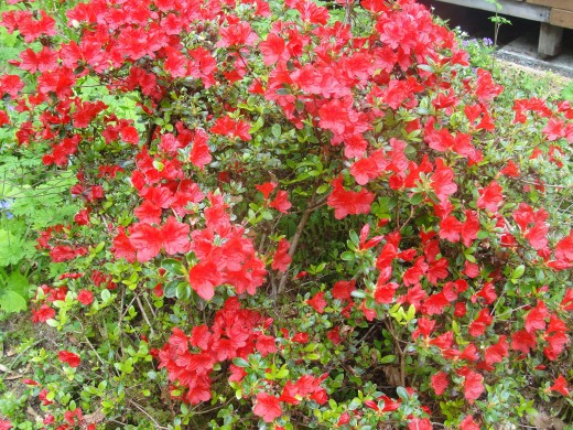 red azalea