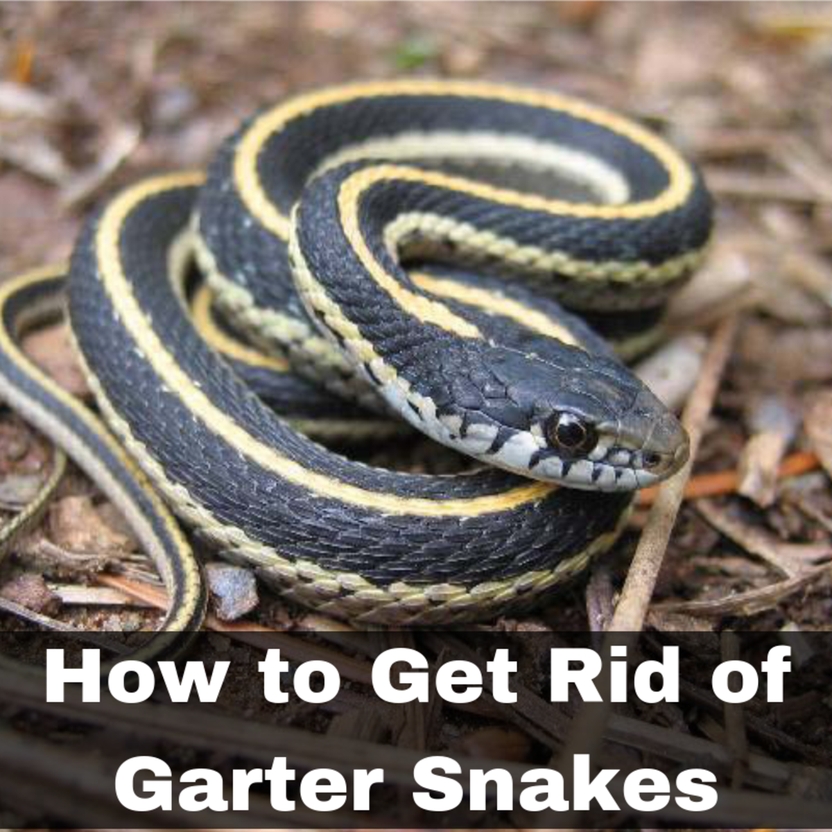 How To Get Rid Of Garter Snakes Without Killing Them 7